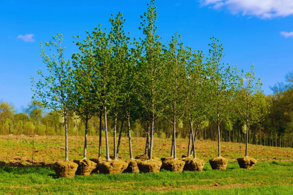 Tree Plantation Services